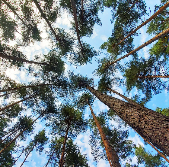 A view from the ground looking up into tall trees
